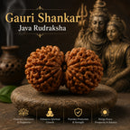 Gauri Shankar Java Rudraksha