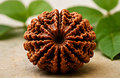 5 Mukhi Rudraksha