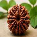 5 Mukhi Rudraksha