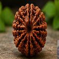7 Mukhi Nepali Rudraksha