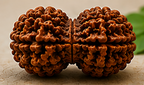 Gauri Shankar Java Rudraksha