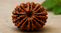 11 Mukhi Nepali